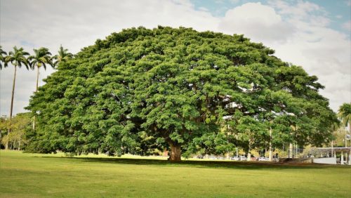 The monkey pod tree